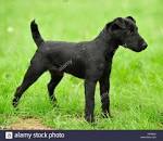 A Complete Guide To The Patterdale Terrier Dog Breed