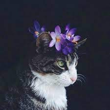 The Cat Has A Flower On His Head Cat Flower Cat Flowers Pretty Cats Cute Animals