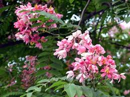 Image result for Cassia javanica