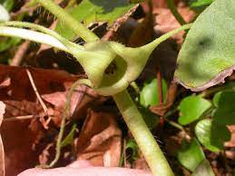 Plant Profile Wild Ginger Asarum Caudatum Wnps Blog Botanical Rambles