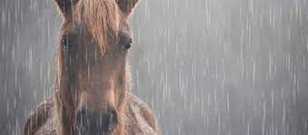 5 Climate Change Issues For Your Horse What You Can Do