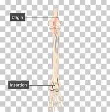 The two heads unite into a broad aponeurosis which eventually unites with the deep tendon of the soleus to form the achilles tendon, inserting on the middle 1/3 of the. Gastrocnemius Muscle Png Images Gastrocnemius Muscle Clipart Free Download