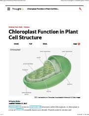 Check spelling or type a new query. Chloroplast Function In Plant Cell Structure Pdf Chloroplast Function In Plant Cell Structure 1 Of 1 Https Www Thoughtco Com Chloroplast 373614 Course Hero
