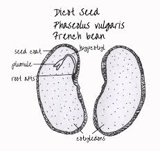Internal Structure Of Monocot And Dicot Seeds Seeds Bean Seeds Edinburgh