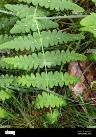 Image result for Histiopteris