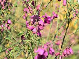 Image result for Polygala rivularis