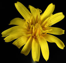 Image result for Crepis newii