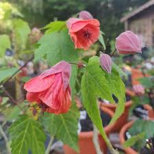 Image result for Abutilon rehmannii
