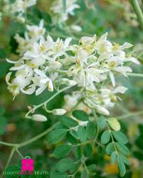 Image result for Moringa oleifera