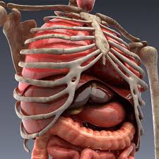 Realistic Human Internal Organs 3d Model Human Body Anatomy Inside Human Body Body Anatomy