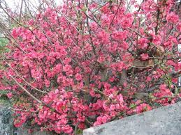 A Blossom Walk To Work Outside Plants Mulch Landscaping Landscape