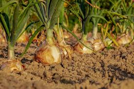 May help reduce duration and severity of cold symptoms sore throat stuffy nose sneezing coughing this product was formulated to help reduce the duration and severity… Can Guinea Pigs Eat Onions Serving Size Risks More