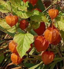 4.5 out of 5 stars (189) $ 3.50. Lantern Japanese Japanese Lantern Wild Flower Finder