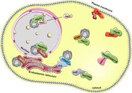 Repair or destruction—an intimate liaison between ubiquitin ligases and  molecular chaperones in proteostasis