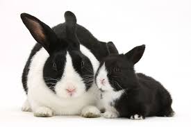 Check spelling or type a new query. 15 Types Of Pet Rabbits Having Rabbits As Pets