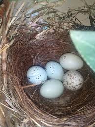 bird egg identification