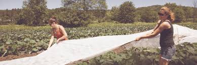 Zucchini are not heavy feeders, so if you plant them in good garden soil they shouldn't need extra fertilizer. Philosophies On Floating Row Cover High Mowing Organic Non Gmo Seeds