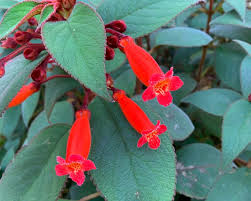 Image result for Rothia hirsuta