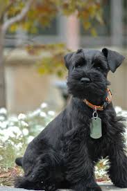 Black And White Schnauzer For Sale Love A Black Schnauzer Reminds Me Of My General Schnauzer Grooming Schnauzer Puppy Miniature Schnauzer Puppies