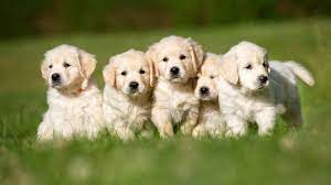 All golden retrievers are variations of golden, blond, or yellow. How To Pick A Golden Retriever Puppy From A Litter Easy Guide Loyal Goldens