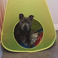 Dogs are our life companions, we take care of them and take care of them as an integral part of our family. Staffordshire Bull Terrier Pdsa