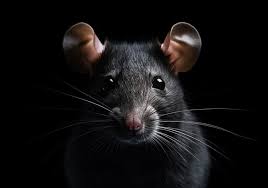 Lutter contre les rats sans produits chimiques