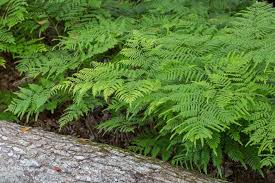 Image result for Pteridium aquilinum
