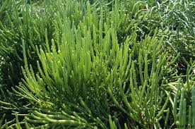 Image result for Salicornia pachystachya