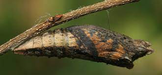 8/9 tiger swallowtail caterpillar, papilio glaucus. Tiger Swallowtail Papilio Glaucus Life Cycle