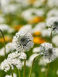 Image result for Catunaregam obovata