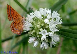 Image result for Spermacoce kirkii