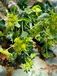 Image result for Bupleurum rotundifolium