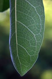 Image result for Ficus stuhlmannii