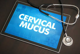 The type of mucus is directly related to. Can You Detect Early Pregnancy By Checking Cervical Mucus