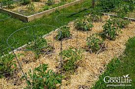 As the plant grows larger, the fruit has a tendency to sag on the vine, which can damage the foliage and make. 9 Creative Diy Tomato Trellis Ideas
