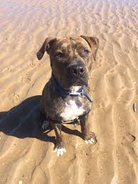 Brindle Staffordshire Bull Terrier Staffy Dog Pit Dog Pitbull Terrier