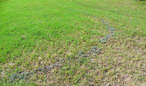 We hope this will help you in learning languages. Slime Molds On Home Lawns Alabama Cooperative Extension System