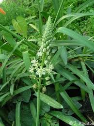 Image result for Albuca nigritana