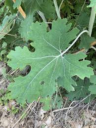Image result for Macleaya