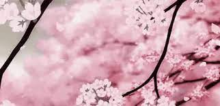 1920x1200 arresting cherry blossoms background then anime scenery cherry blossoms background hd in cherry blossom wallpaper. Cherry Blossom Flower Wallpaper Gif