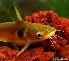 Saltwater fish shop is your source for the nicest yellow tangs for sale online anywhere! Aquarium Catfish For Sale Aquariumfish Net