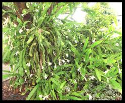 Image result for Epiphyllum