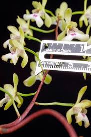 Image result for Oeceoclades