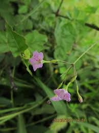 Image result for Commicarpus