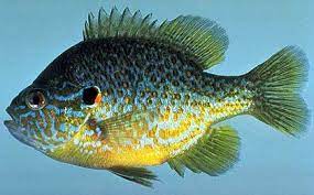 Pix For Gt Pumpkinseed Fish Fish Fish Wood Carving Fish Art