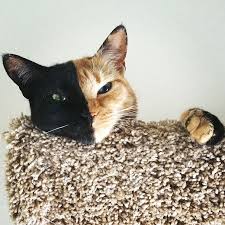She has become an internet sensation and has a just under one million likes on her facebook page and 673,000 followers on instagram. Meet Venus A Cat With Two Faces Bored Panda