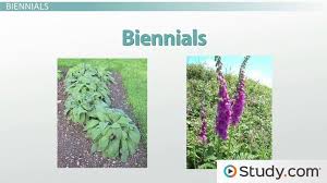 Check spelling or type a new query. Seasonal Growth Cycles Perennial Annual And Biennial Plants Video Lesson Transcript Study Com