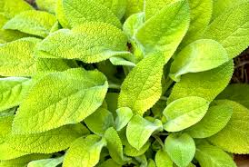 Image result for Stachys