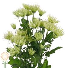 New products on sale weekly and great budget friendly prices. Green Spider Spray Mums Wholesale Flowers Diy Wedding Flowers