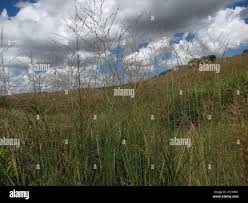 Image result for Arundinella nepalensis